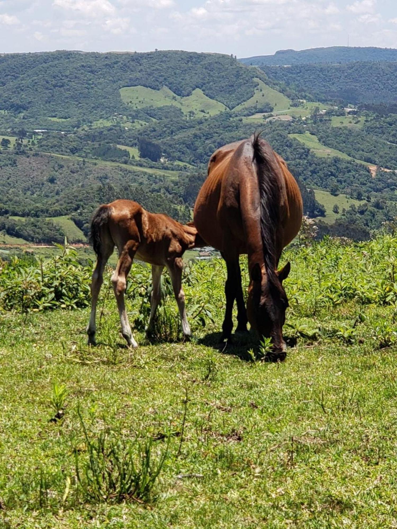 Rancho Sol Poente - Rancho Queimado - Sc Villa Luaran gambar